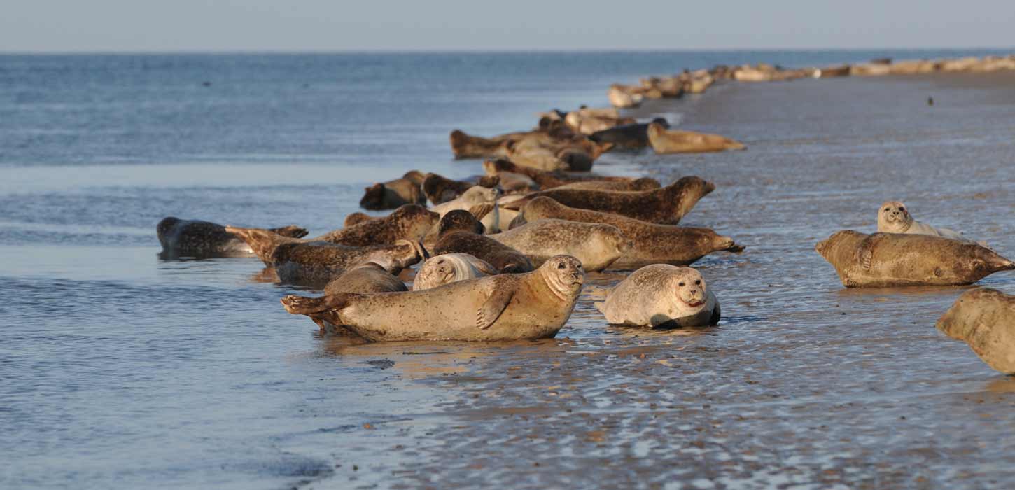 viele Seehunde am Wattenmeer Ansichtskarte Nordsee seals on the beach 