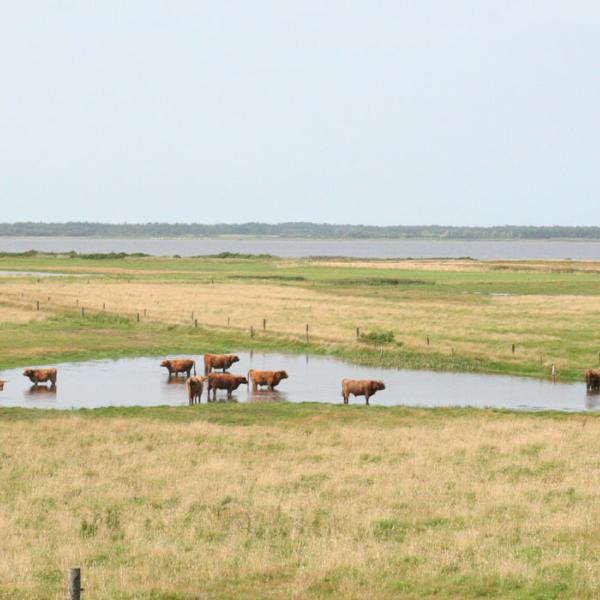 Marbæk Plantage | Vadehavskysten