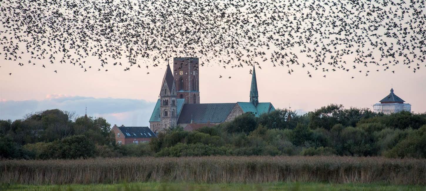 Ribe Kathedrale mit Vogelschwarm | Süddänische Nordsee