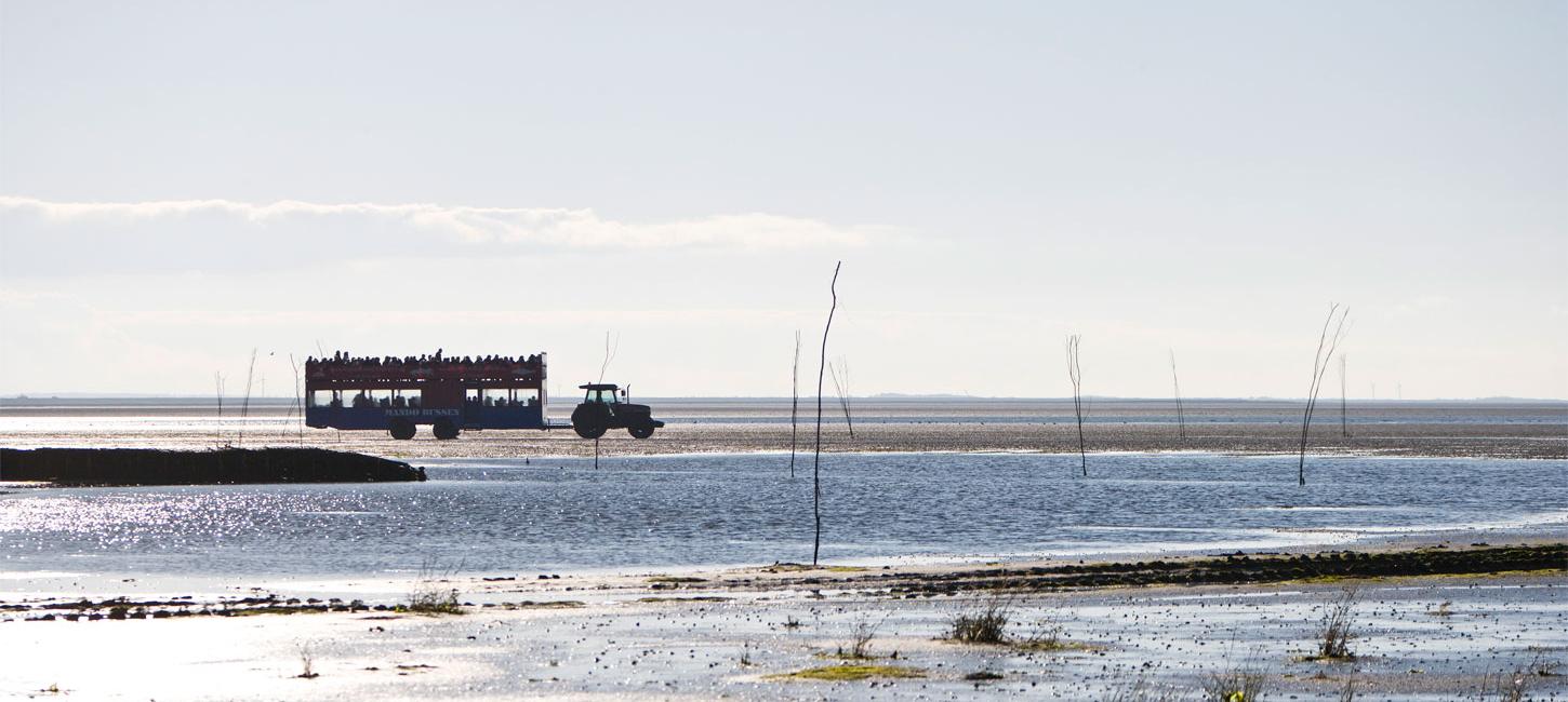 Mit dem Traktorbus nach Mandø | Süddänische Nordsee