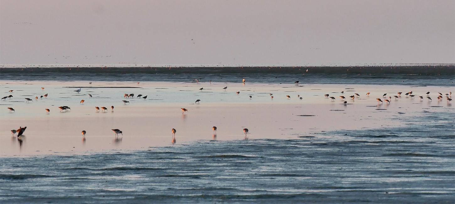 Vögel im Wattenmeer | Süddänische Nordsee