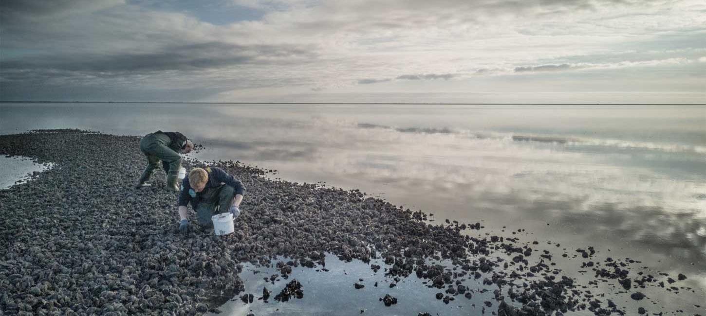 Austern am Wattenmeer | Süddänische Nordsee