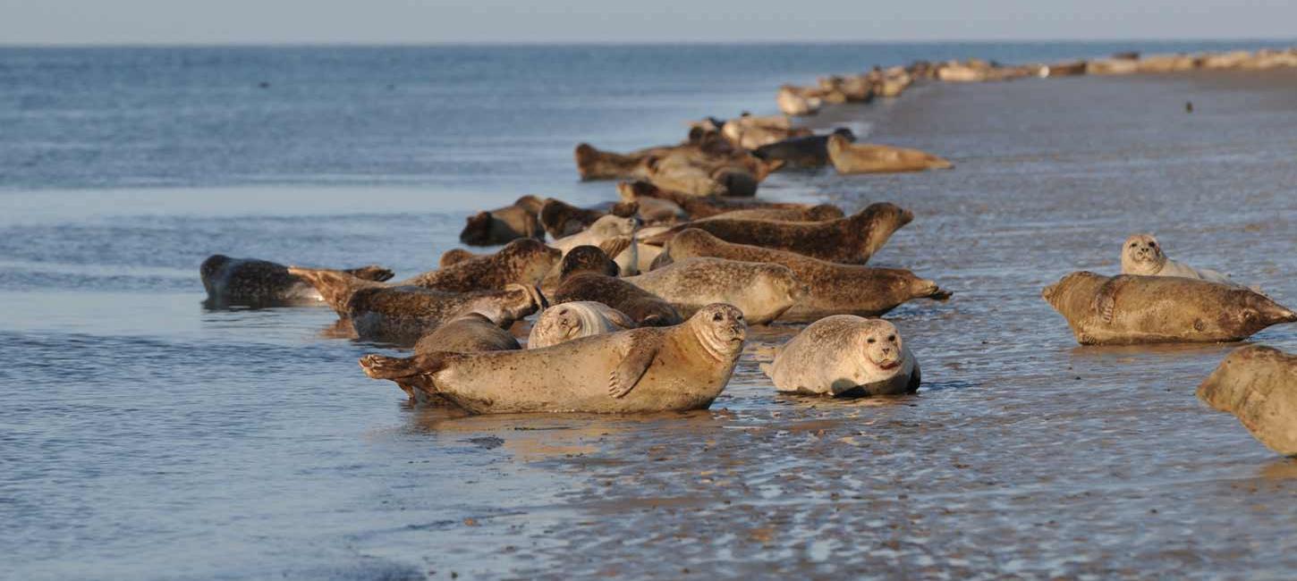 Robben entspannen am Wattenmeer | Süddänische Nordsee