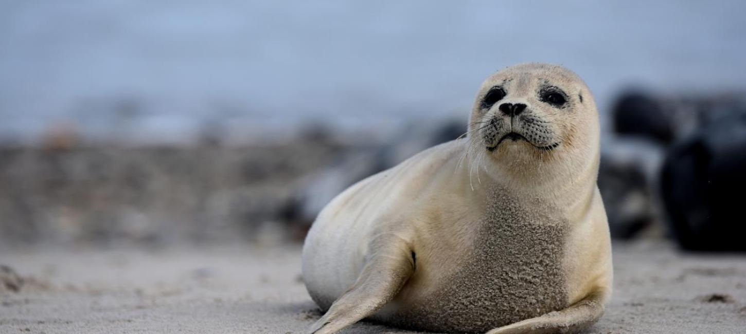 Sæl Vadehavet