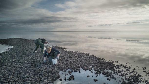 Austern am Wattenmeer | Süddänische Nordsee