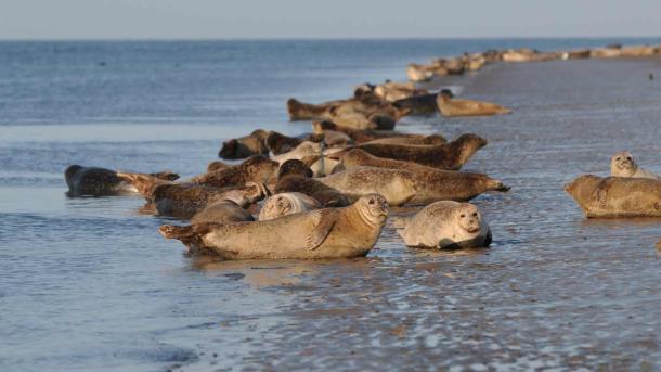 Robben entspannen am Wattenmeer | Süddänische Nordsee