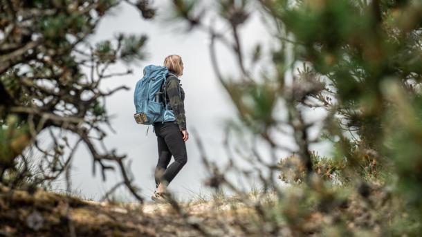 Vandring mellem grantræer Vadehavskysten