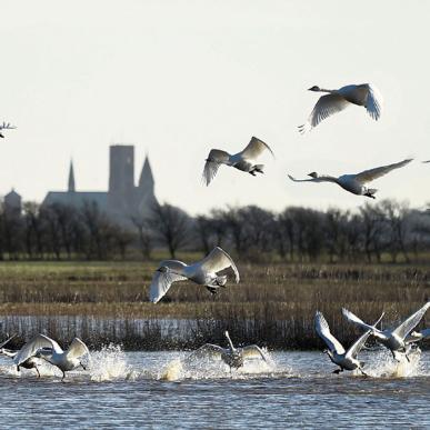 Ribe Kathedrale mit Schwänen im Vordergrund | Süddänische Nordsee