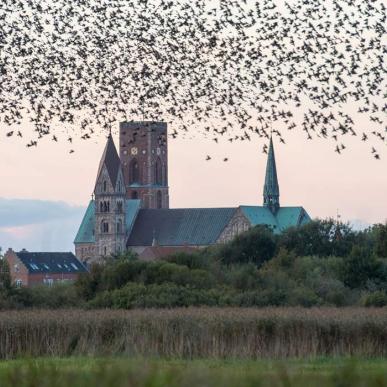 Ribe Kathedrale mit Vogelschwarm | Süddänische Nordsee