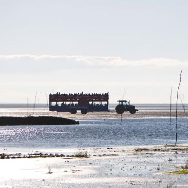 Mit dem Traktorbus nach Mandø | Süddänische Nordsee