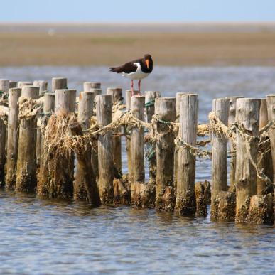 Vogel auf Stange im Wattenmeer | Süddänische Nordsee