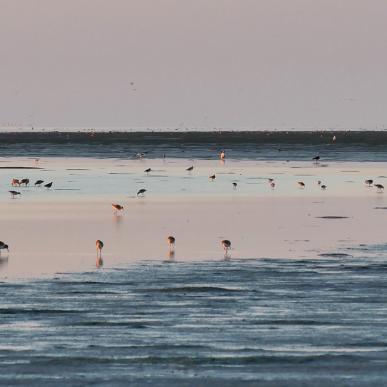 Vögel im Wattenmeer | Süddänische Nordsee