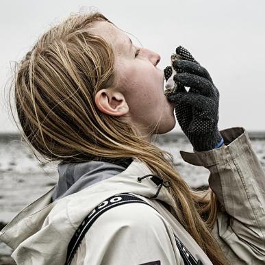 Austern essen am Wattenmeer | Süddänische Nordsee