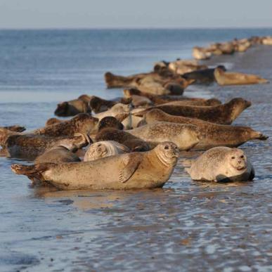 Robben entspannen am Wattenmeer | Süddänische Nordsee