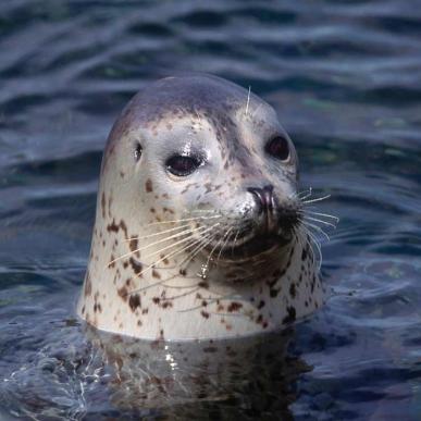 Sælsafari med Vadehavscentret | Vadehavskysten