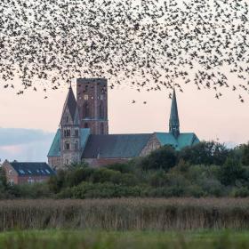 Ribe Kathedrale mit Vogelschwarm | Süddänische Nordsee