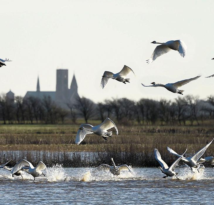 Ribe Kathedrale mit Schwänen im Vordergrund | Süddänische Nordsee